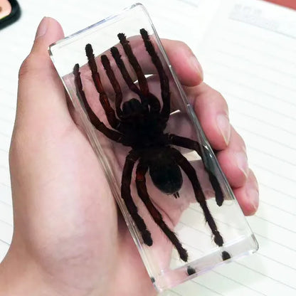 Image from thesciencehut.com: Tarantula specimen in epoxy resin