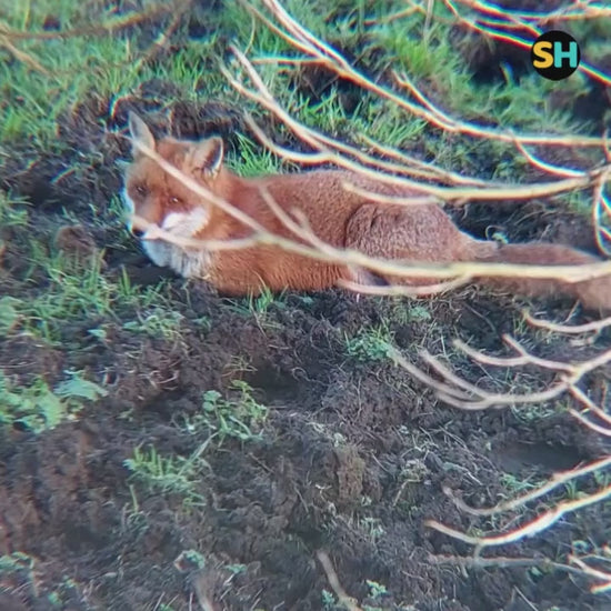 Wildlife video taken with 48x mobile phone telescope attachment