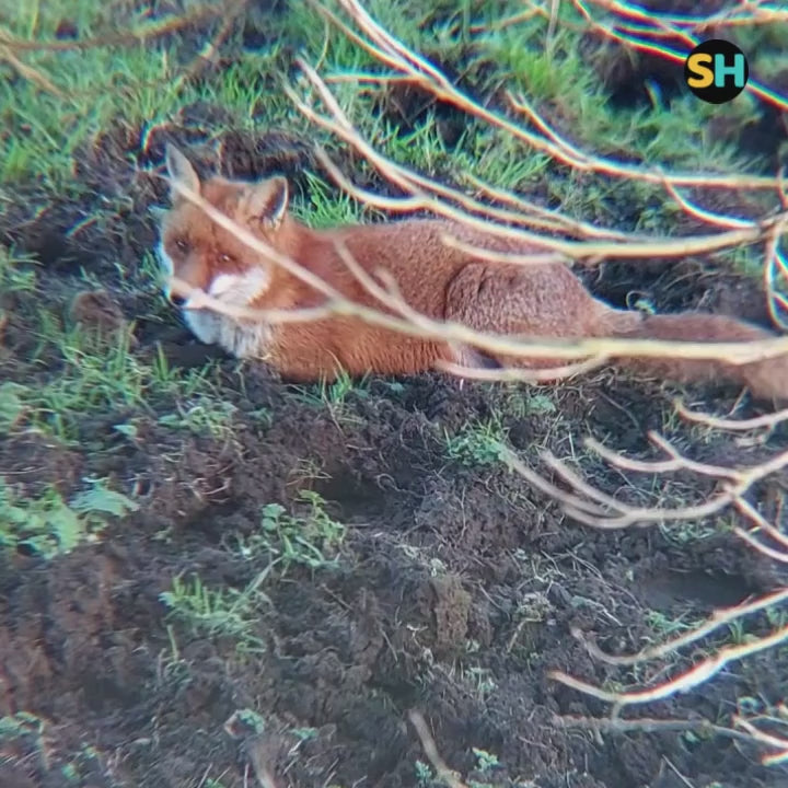 Wildlife video taken with 48x mobile phone telescope attachment