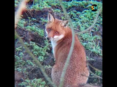 Nature video of a fox shot with the 48x mobile phone lens attachment